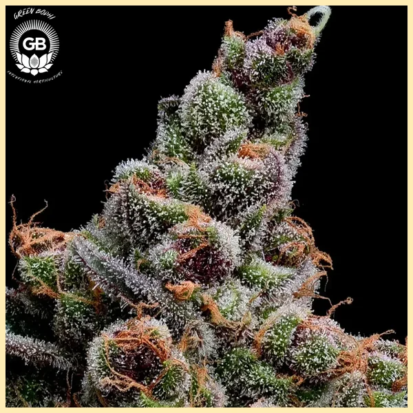 Sail Haten Feminized Seeds additional image 1