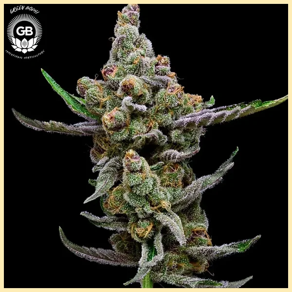 Sail Haten Feminized Seeds featured image