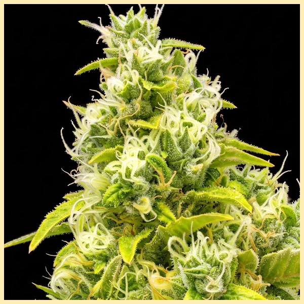 San Fernando Valley Feminized Seeds additional image 1