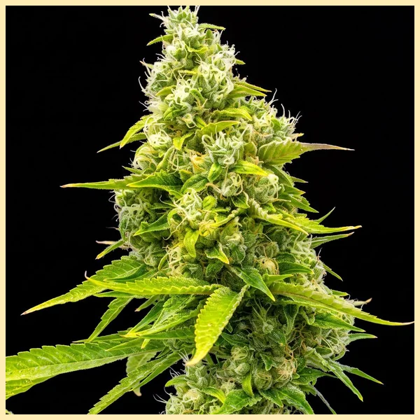 San Fernando Valley Feminized Seeds featured image