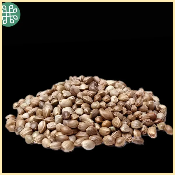 Biscotti Bliss Feminized Seeds additional image 2
