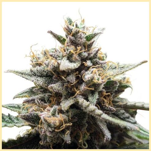 GG4 x Do-Si-Dos Feminized Seeds featured image