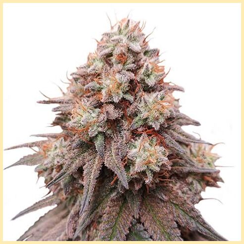GG4 x Zkittlez Feminized Seeds featured image