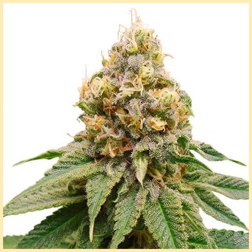 Girl Scout Cookies Extreme x Do-Si-Dos Feminized Seeds featured image