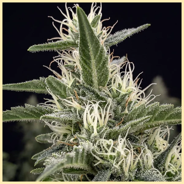 Sensi Skunk Feminized Seeds additional image 1