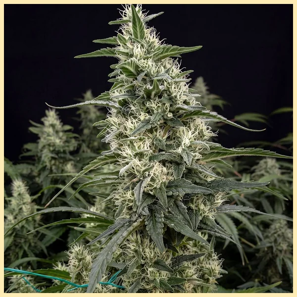 Sensi Skunk Feminized Seeds featured image