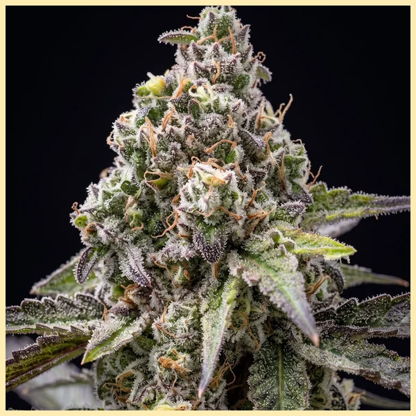 Shiva Skunk Feminized Seeds additional image 1