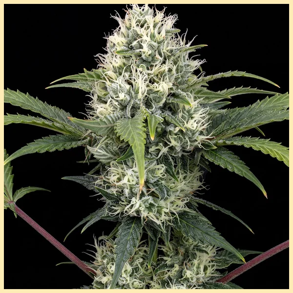Skunk Fast Version Feminized Seeds featured image
