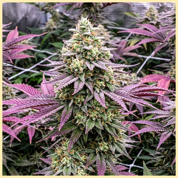 Hero Mix Pack Weed Seeds additional image 2