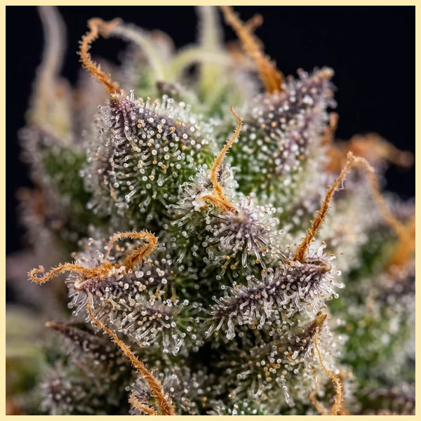 Slice O' Lime OG Autoflower Seeds additional image 2