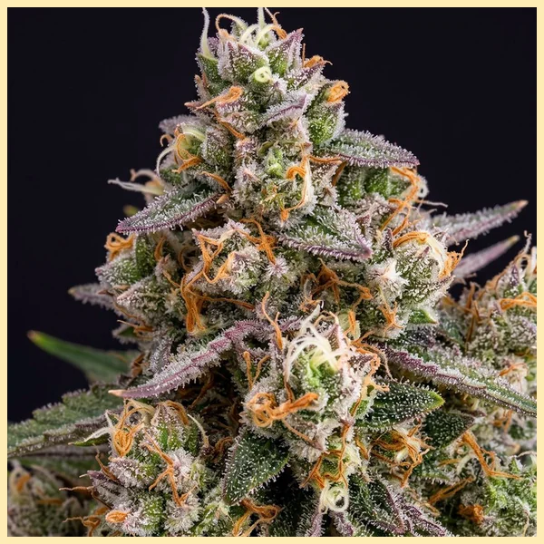 Slice O' Lime OG Autoflower Seeds additional image 1