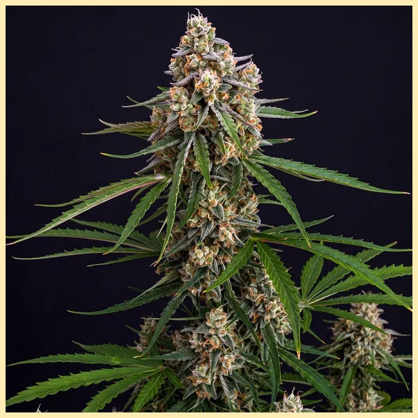 Slice O' Lime OG Autoflower Seeds featured image
