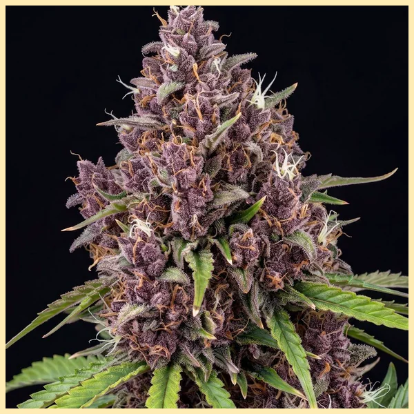 Snickerdoodle Feminized Seeds additional image 2