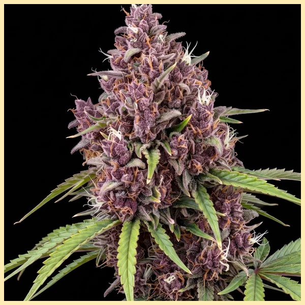 Snickerdoodle Feminized Seeds additional image 1