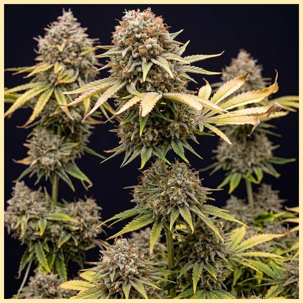 Somango Autoflower Seeds featured image