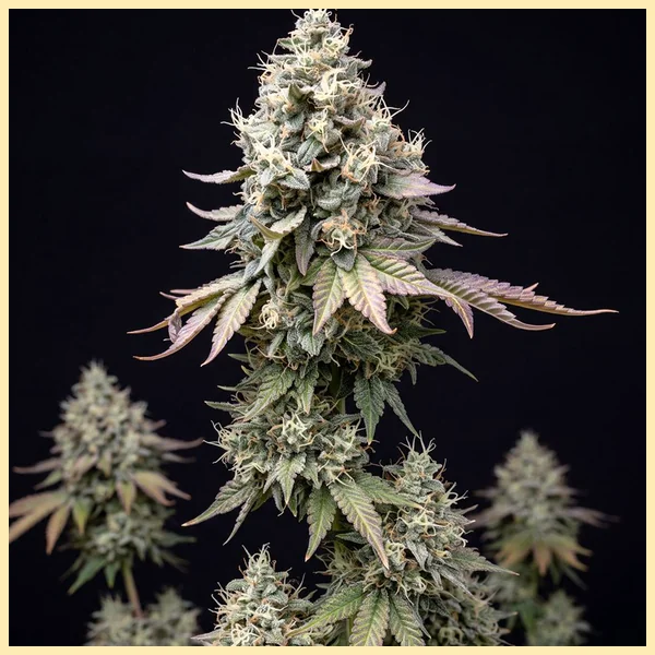 Sour Diesel Autoflower Seeds featured image