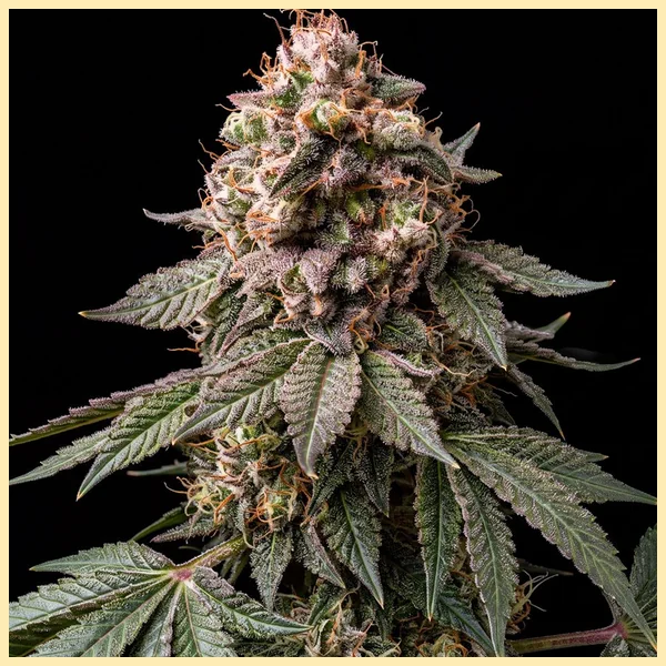 Sour Diesel Feminized Seeds featured image