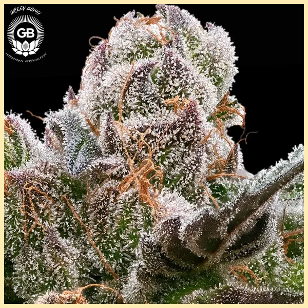 Sticky Bluntz Feminized Seeds additional image 1