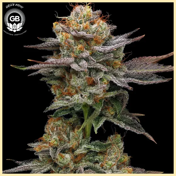 Sticky Bluntz Feminized Seeds featured image