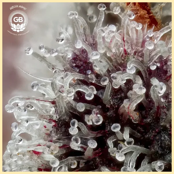 Sticky Bluntz Feminized Seeds additional image 2