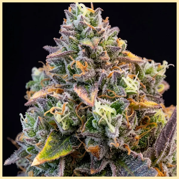 Strawberry Banana Feminized Seeds additional image 1