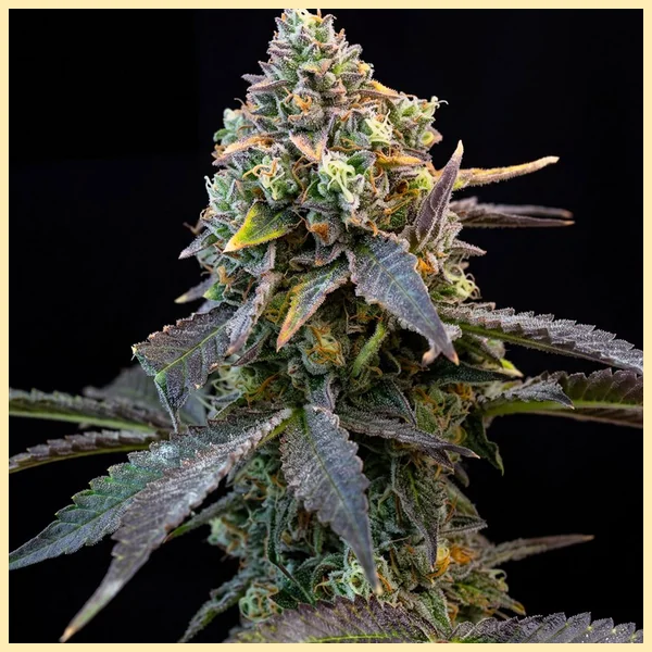 Strawberry Banana Feminized Seeds featured image