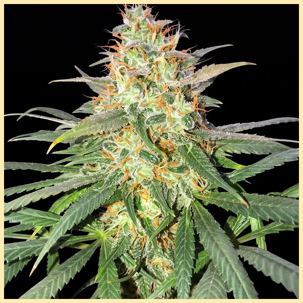 Strawberry Cough Feminized Seeds featured image