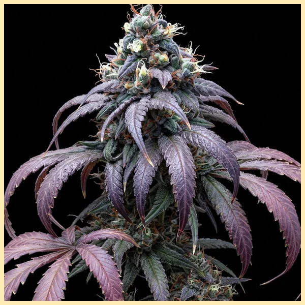 Strawberry Kush CBD Feminized Seeds featured image