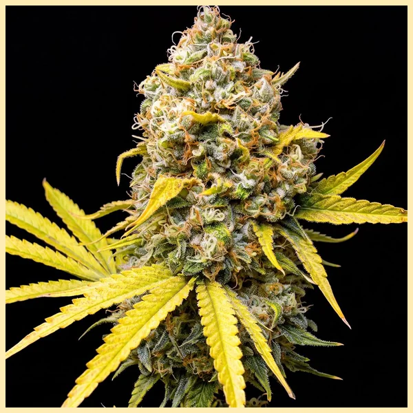 Strawberry Kush Feminized Seeds featured image