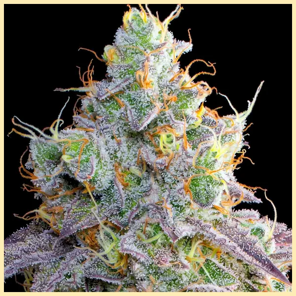 Strawberry Gummies Feminized Seeds additional image 2