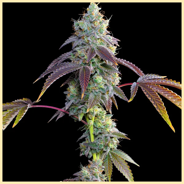 Strawberry Gummies Feminized Seeds featured image