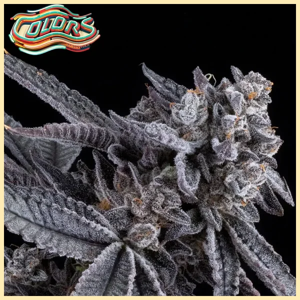 Suga' Shine Feminized Seeds additional image 2