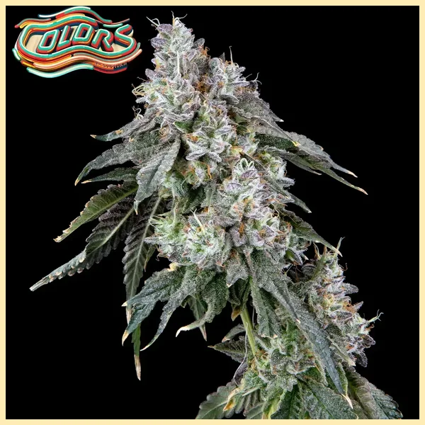 Suga' Shine Feminized Seeds additional image 1