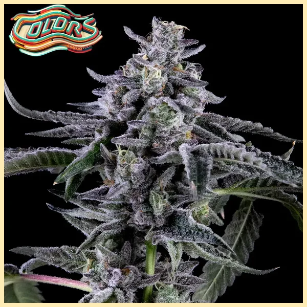 Suga' Shine Feminized Seeds featured image