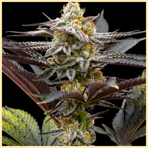 Sugar Black Rose Feminized Seeds featured image