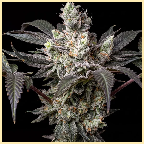 Sweet Mix Pack Weed Seeds additional image 2