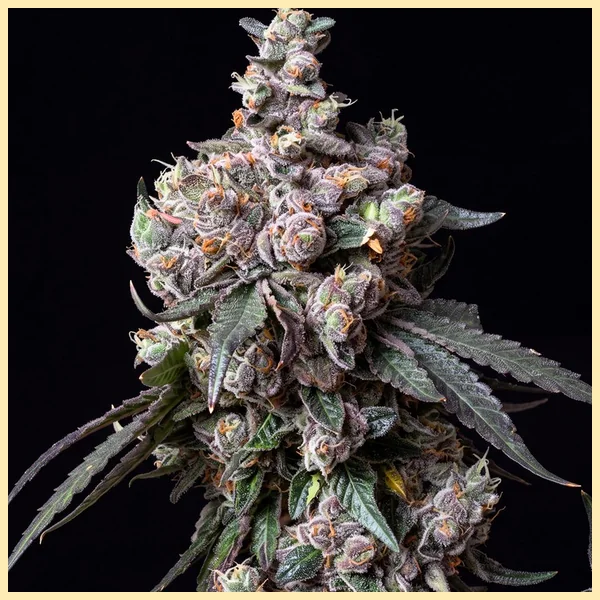 Sunset Sherbet Feminized Seeds featured image