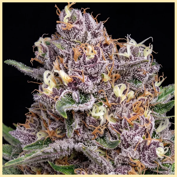 Super Boof Feminized Seeds additional image 1