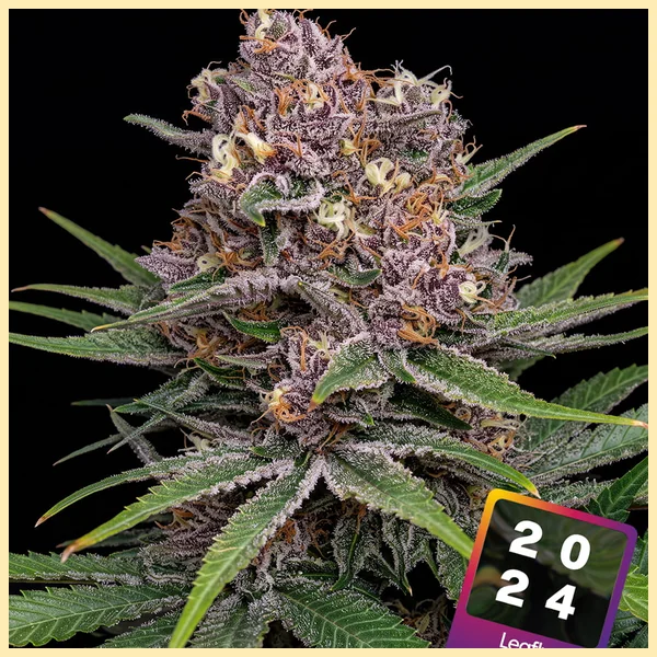 Super Boof Feminized Seeds featured image