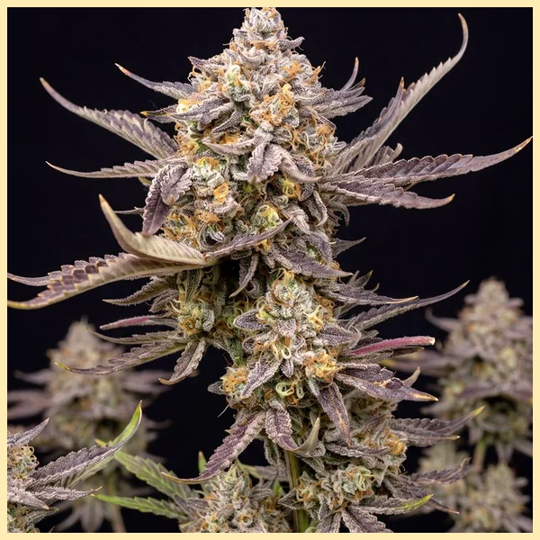 Super Lemon Haze Autoflower Seeds featured image
