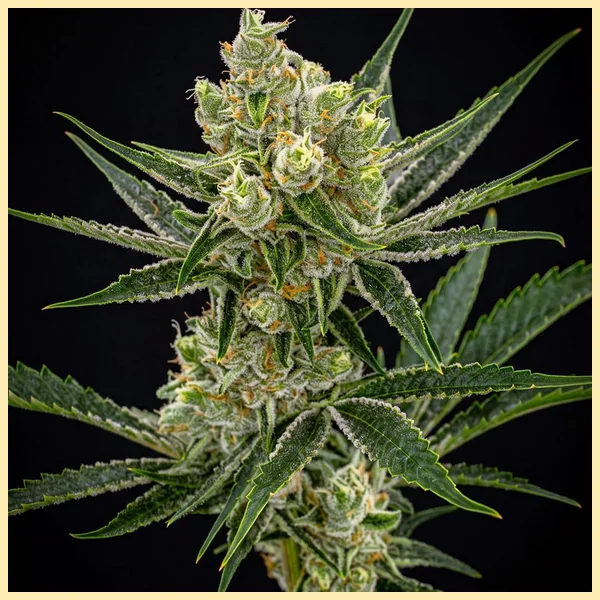 Super Lemon Haze Feminized Seeds featured image