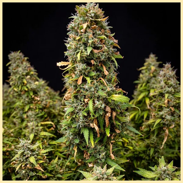 Autoflower Classics Mix Pack Seeds additional image 3