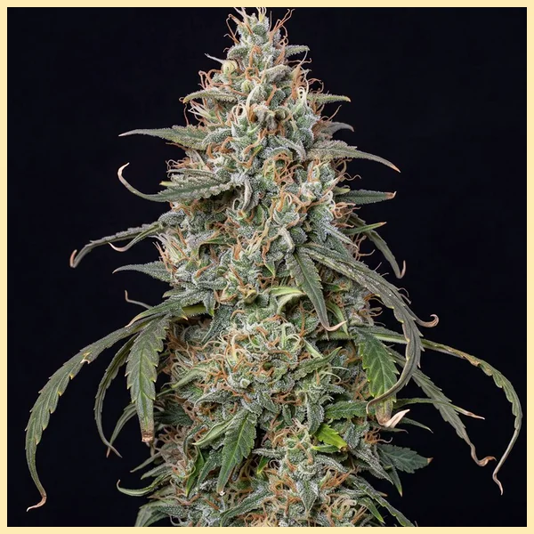 Outdoor Mix Pack Weed Seeds additional image 3