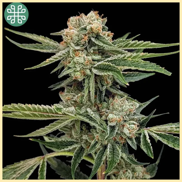 Super Yuzu Feminized Seeds featured image