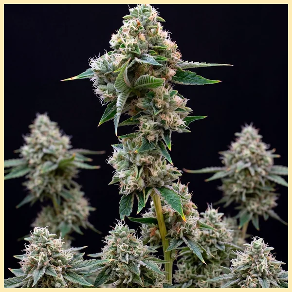 Sweet Tooth Autoflower Seeds featured image