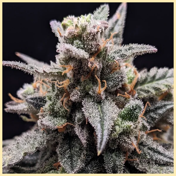 Sweet Tooth Feminized Seeds additional image 1
