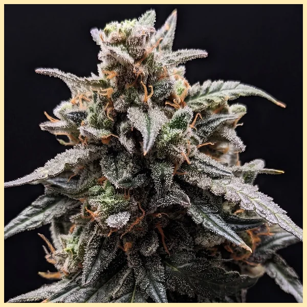 Sweet Tooth Feminized Seeds featured image