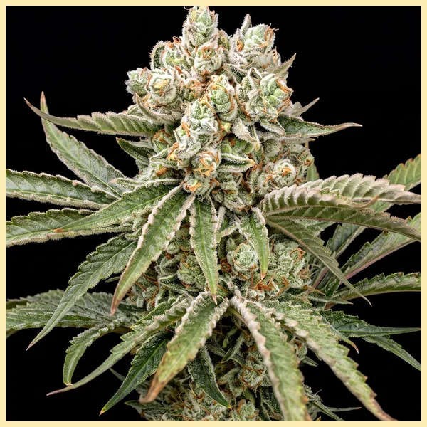 Tangie Autoflower Seeds featured image