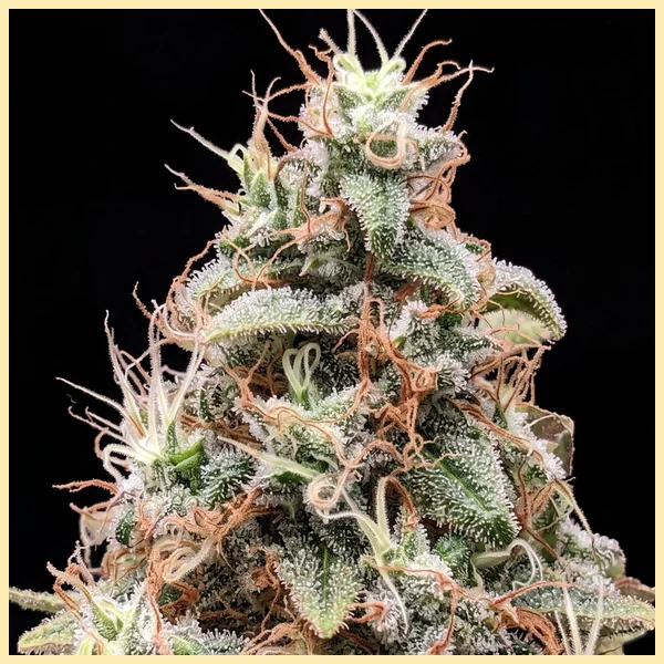 Tangie Feminized Seeds additional image 1
