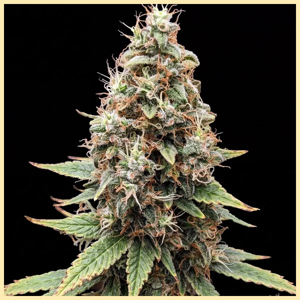 Tangie Feminized Seeds featured image